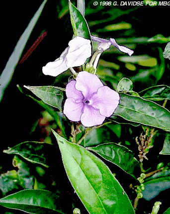 Brunfelsia grandiflora1.gif